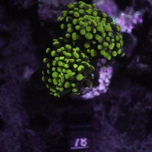 Euphyllia Sp. Grape Green (Per Head)