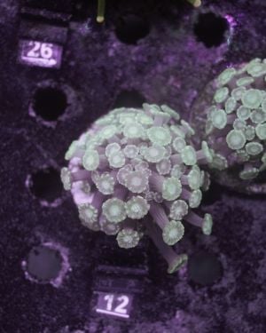 Alveopora Greenish Frag