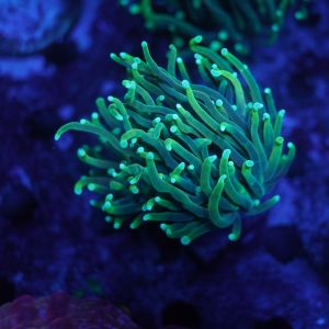 Euphyllia Torch Sun of God (Per head)