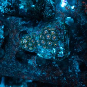 Zoas Eye of Rah Colony WYSIWYG