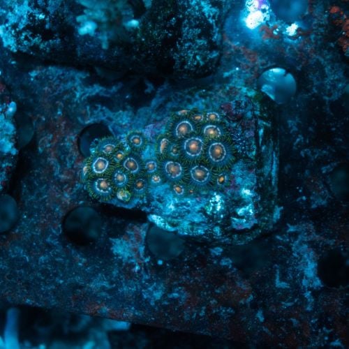 Zoas Eye of Rah Colony WYSIWYG