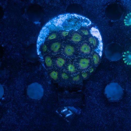 Zoanthus Candy Apple Colony