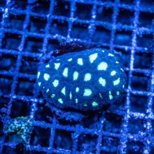 Favia Blue Toxic Green Head (M) WYSIWYG