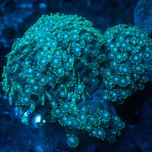 Alveopora Greenish (L) WYSIWYG (No.20)
