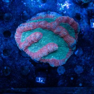 Symphyllia Red Green (M) WYSIWYG (No.12)