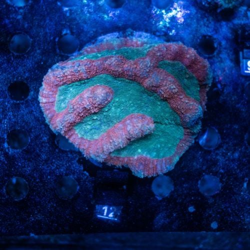 Symphyllia Red Green (M) WYSIWYG (No.12)