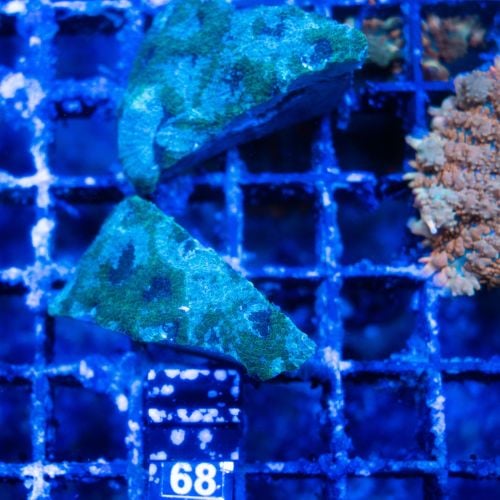 Echinata Green Blue Frag (No.68)