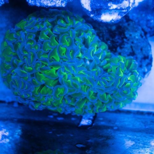 Euphyllia Hammer Toxic Green Blue Tips Wall WYSIWYG