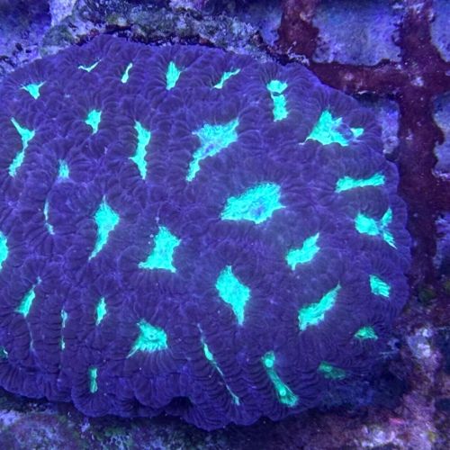 Favia Blue Toxic Green Head (M) WYSIWYG