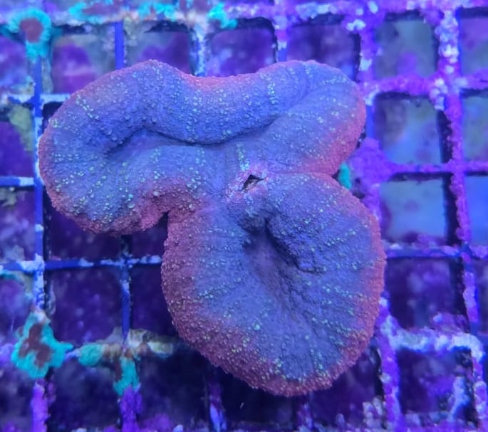 Lobophyllia Red Blue Center WYSIWYG