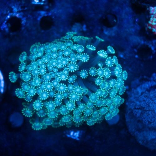 Alveopora Greenish (M-L) WYSIWYG (No.14)