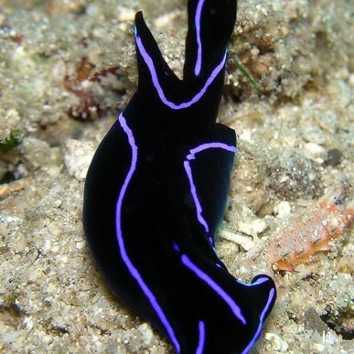 Chelidonura Varians (Planaria and Flatworm Hunter)