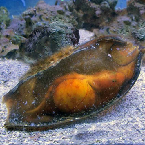 Chiloscyllium Plagiosum (Egg)