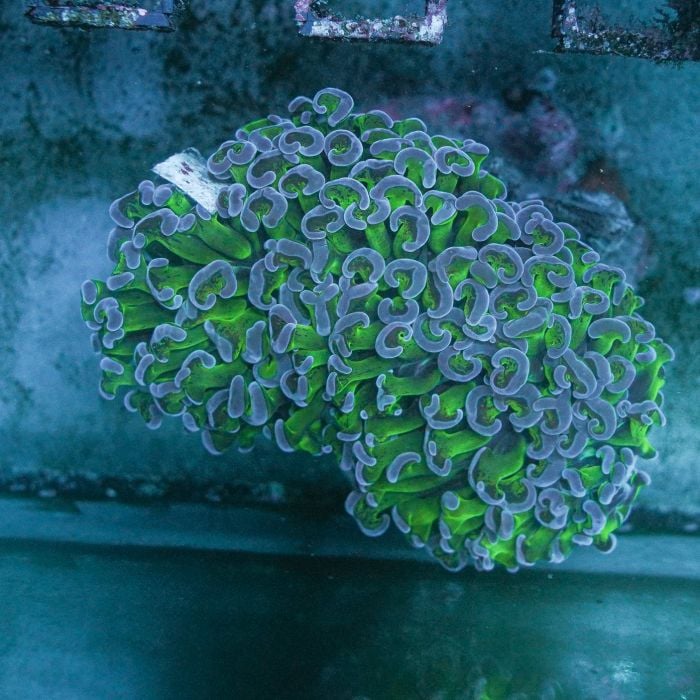 Euphyllia Hammer Toxic Green Blue Tips Wall WYSIWYG