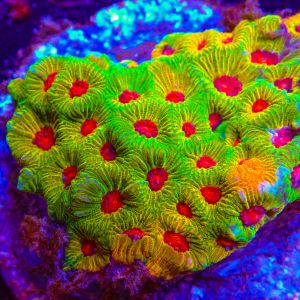 Favites Candy Corn (Frag)