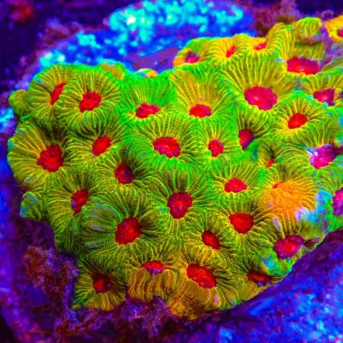 Favites Candy Corn (Frag)