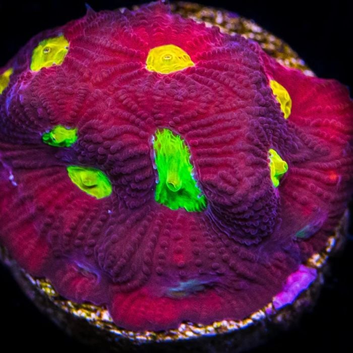 Favites JF Toro Bravo (Frag)