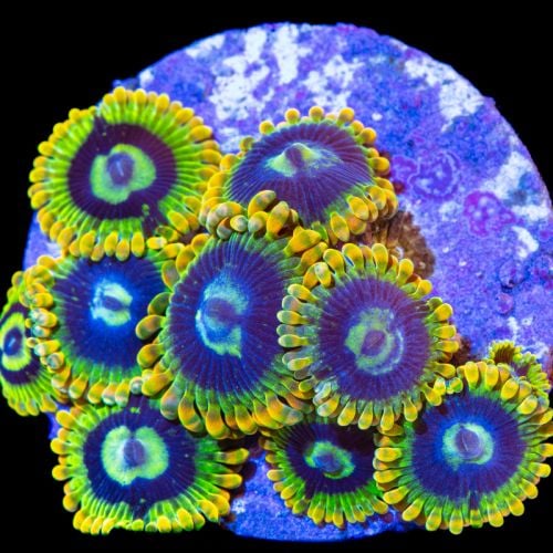 Zoanthus sp. (Yoda)