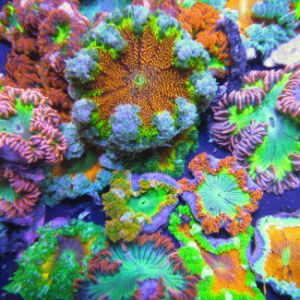 Epicystis Crucifer (Rock Flower Anemone)