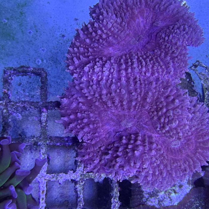 Lobophyllia Pink 3 Heads WYSIWYG