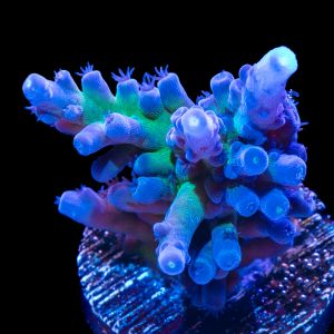Acropora Blue Tort (S)