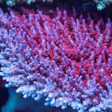 BC Fire Polyp Table Acropora (Frag)