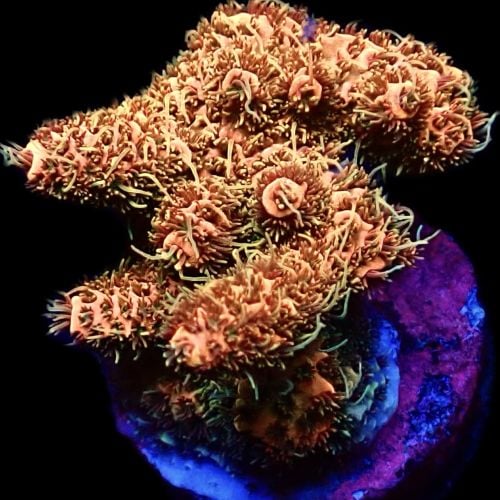 Acropora Millepora Gold Tier (S)