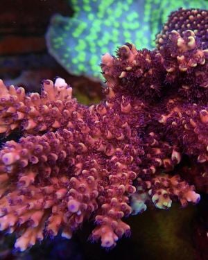 Acropora Red Terra (S)