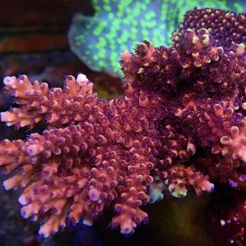 Acropora Red Terra (S)