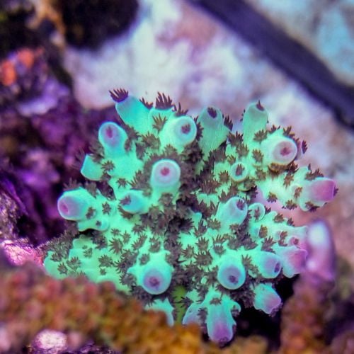 Acropora Sarmentosa (Frag)