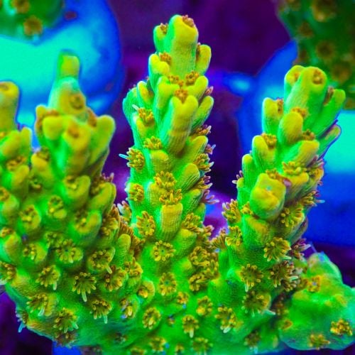 Acropora TSA Dan Aykroyd (S)