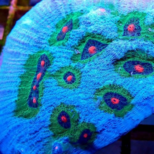 Chalice Avatar (Frag)