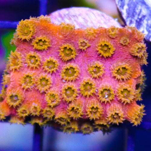 Cyphastrea Gold 24K (S)