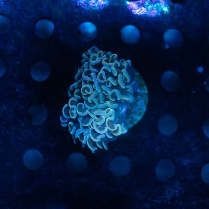 Euphyllia Hammer Orange Silver WYSWYG (Frag)