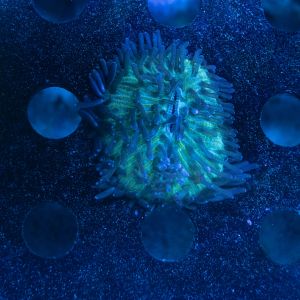 Cycloseris Ifareef Bred (S)