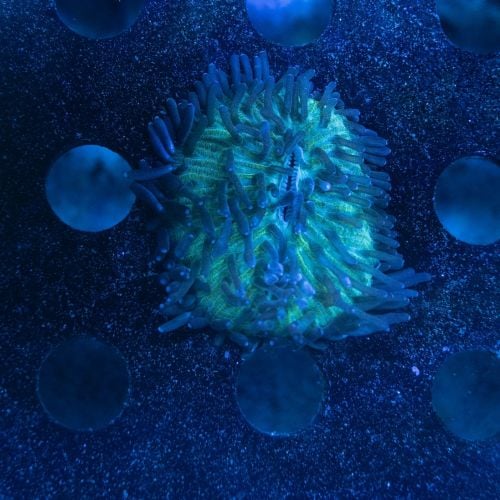 Cycloseris Ifareef Bred (S)