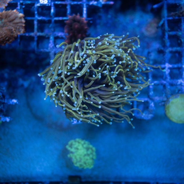 Euphyllia Torch Dragon Soul 2 Big Heads WYSIWYG
