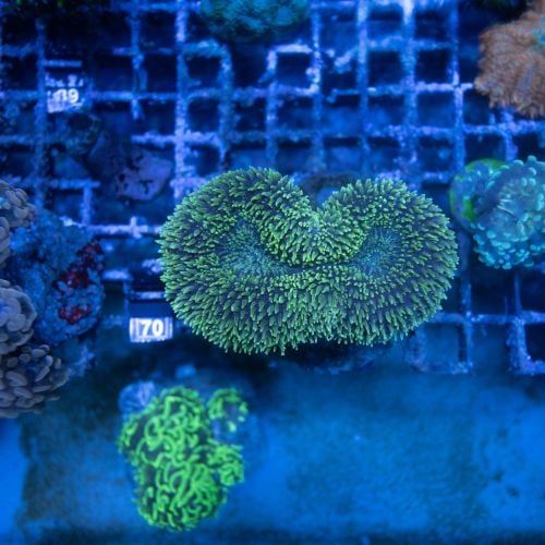 Lobophyllia Green WYSIWYG (M)