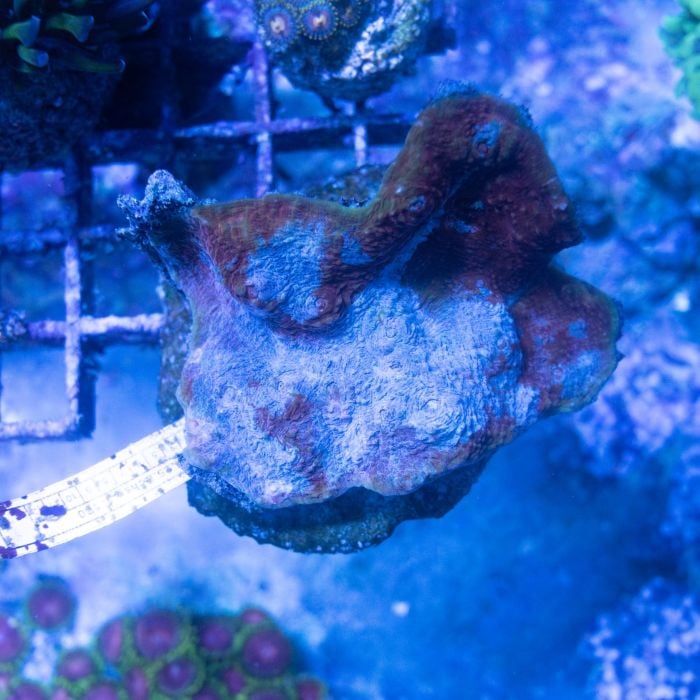 Chalice Coral Red Blue WYSIWYG