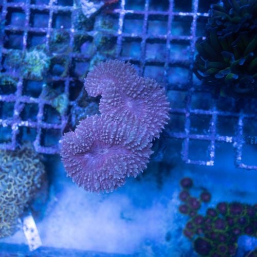 Lobophyllia Pink 3 Heads WYSIWYG
