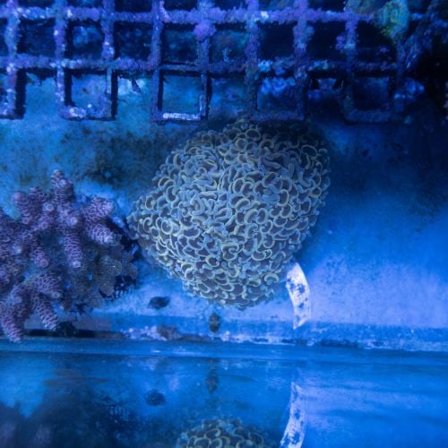 Euphyllia Hammer Gold Silver WYSIWYG (M)