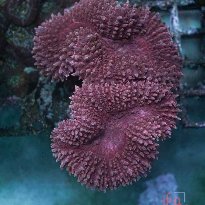 Lobophyllia Pink 3 Heads WYSIWYG