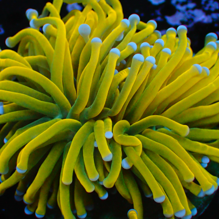 Tiger Torch Euphyllia (1 Head)
