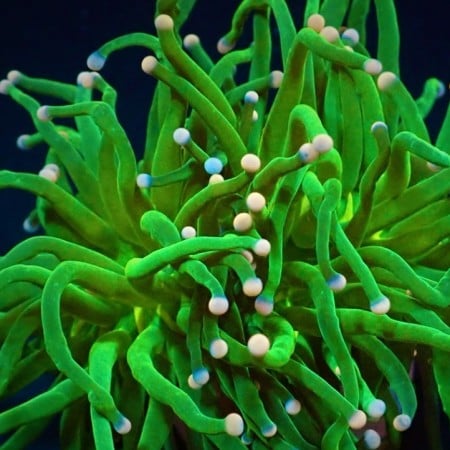 Euphyllia TOD Torch (S)
