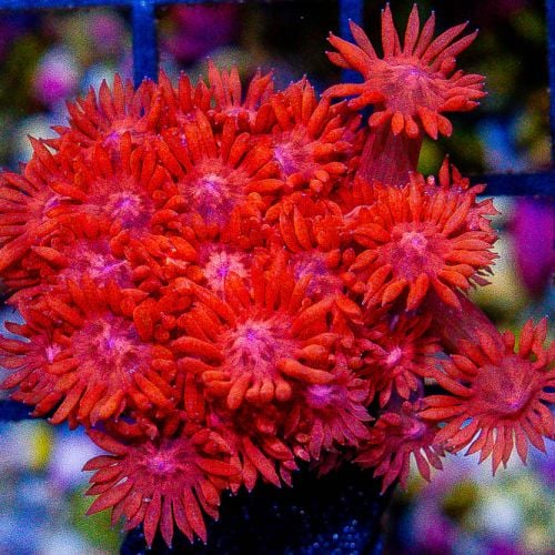 Goniopora Ultra Red (S)