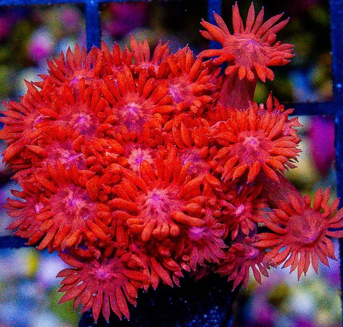 Goniopora Ultra Red (S)