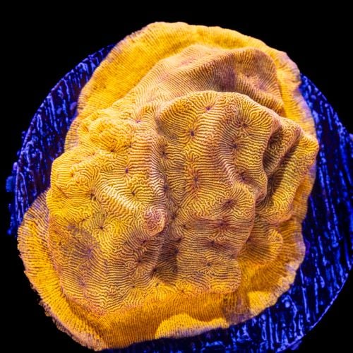 Leptoseris 24k (S)