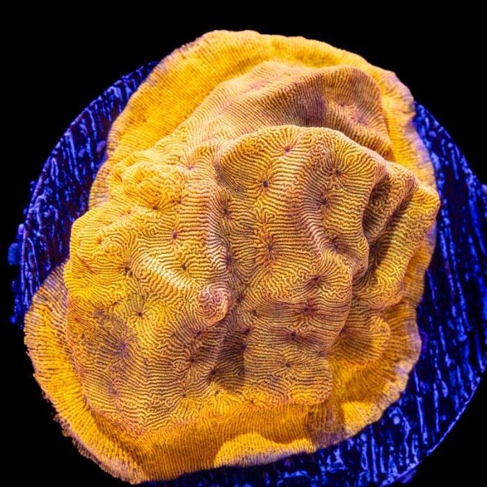 Leptoseris 24k (S)