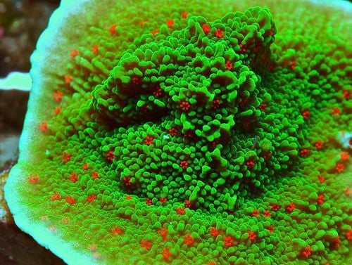 Montipora Chilli Peper (S)
