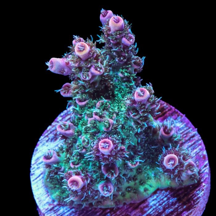 TSA Millepora Acropora (Frag)